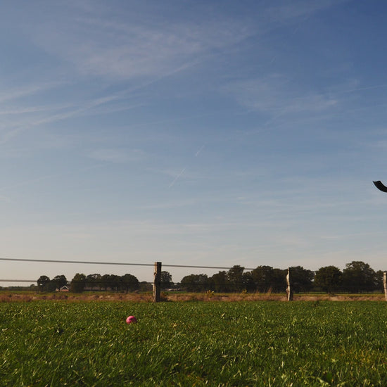 Dog Comets Star Launcher product video