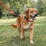trixie-cavo-lead-1m-12mm-walking-dog